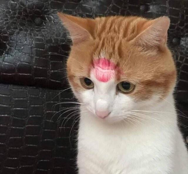 Прикольные КОТОмемы (16 фото)