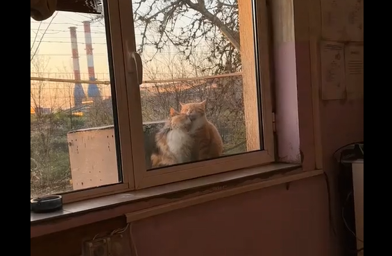 Любооовь (видео)