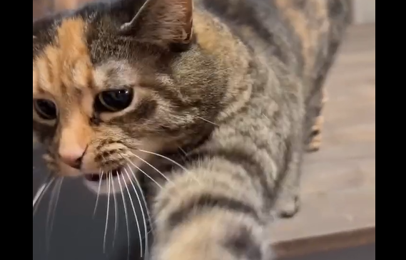 Скорее подставляйте руку, вам срочно нужно сделать кусь (видео)