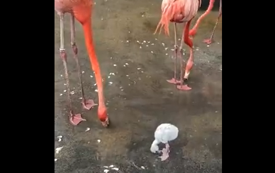Малыш фламинго радуется водичке (видео)