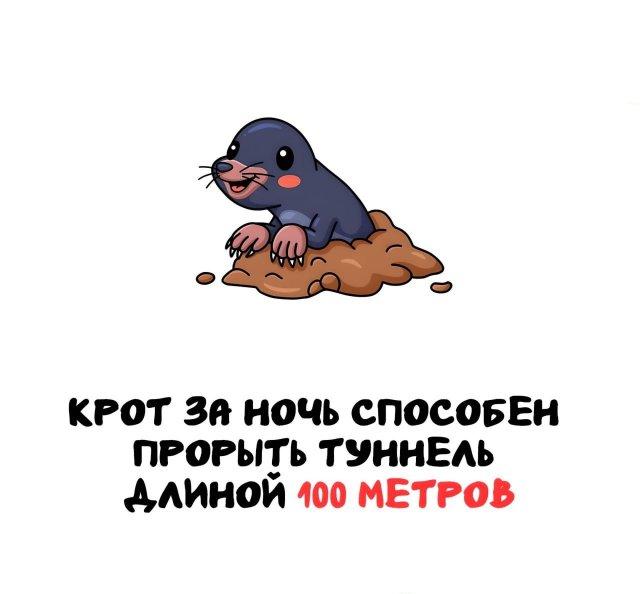 Интересные факты на все случаи жизни (15 фото)