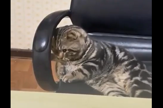 Кошачье притворство (видео)
