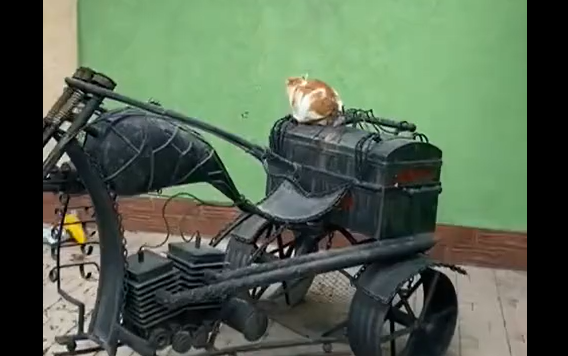 Судя по следам на стене, он уже давно так делает (видео)