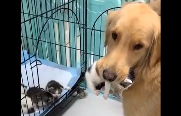 Кормилица (видео)