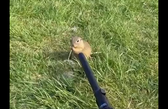 Милота дня (видео)
