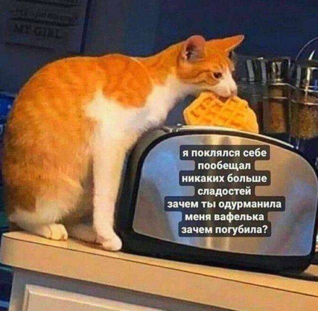 Смешные мемы (15 фото)