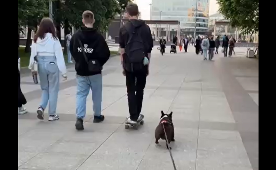 Шанс, что ваш бульдог угонщик низок, но никогда не равен нулю.. (видео)