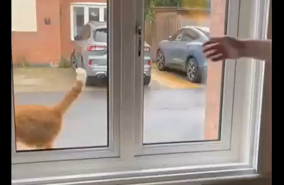 Возвращение домой (видео)