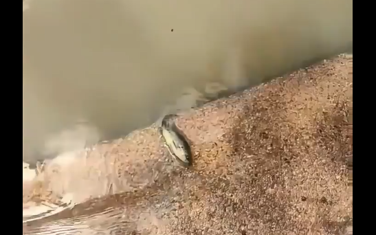 Внимание, лазающий окунь (видео)