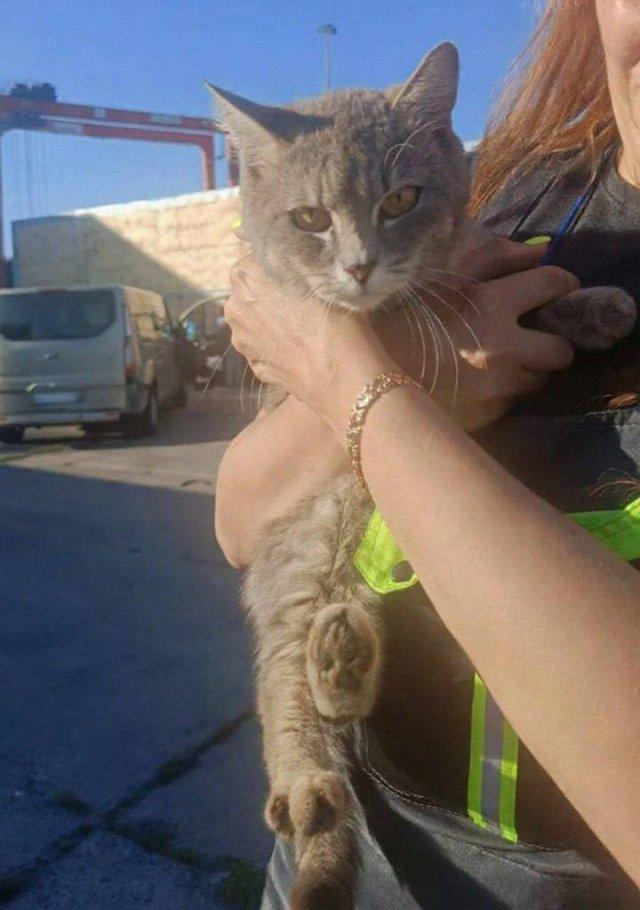 Кот-путешественник из Ленобласти доплыл до Калининграда в контейнере грузового судна (3 фото)