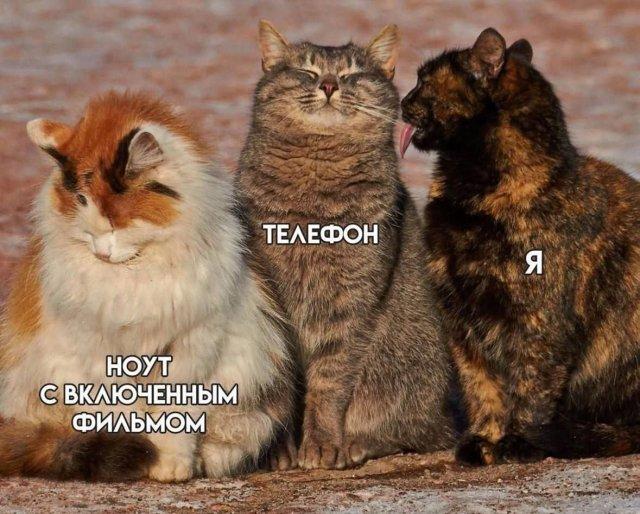 Смешные мемы (15 фото)