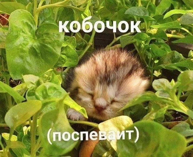 Смешные мемы (15 фото)