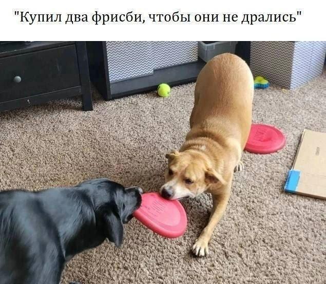 Смешные мемы (15 фото)