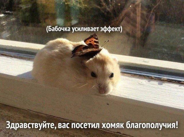 Лучшие шутки и мемы из Сети (15 фото)