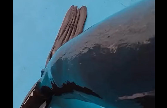 Punks Not Dead (�����)