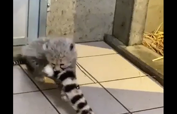 ����� ����� - ������ ������� (�����)