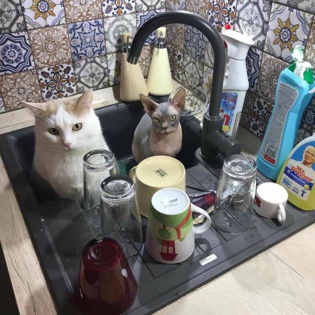 Хорошие и смешные котики, избавляющие от всех тревог (15 фото)