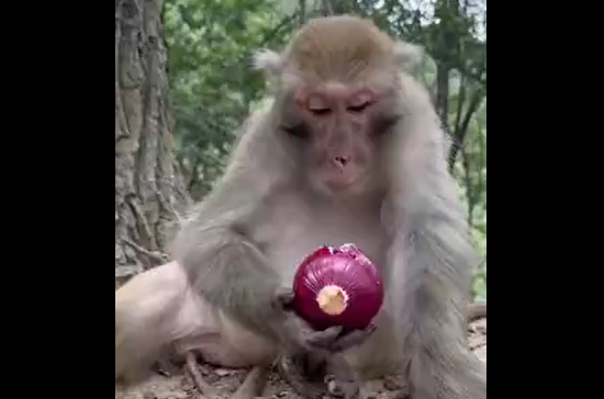 ���� �������� (�����)