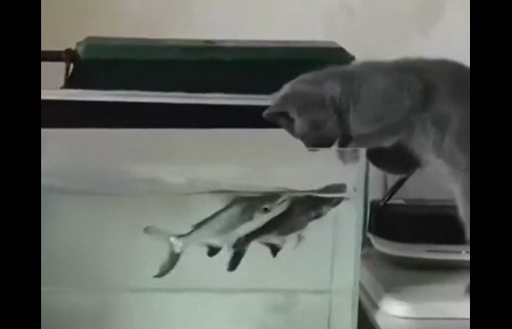 ������ ������� ��� (�����)