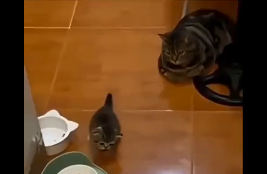 ������ �������... (�����)