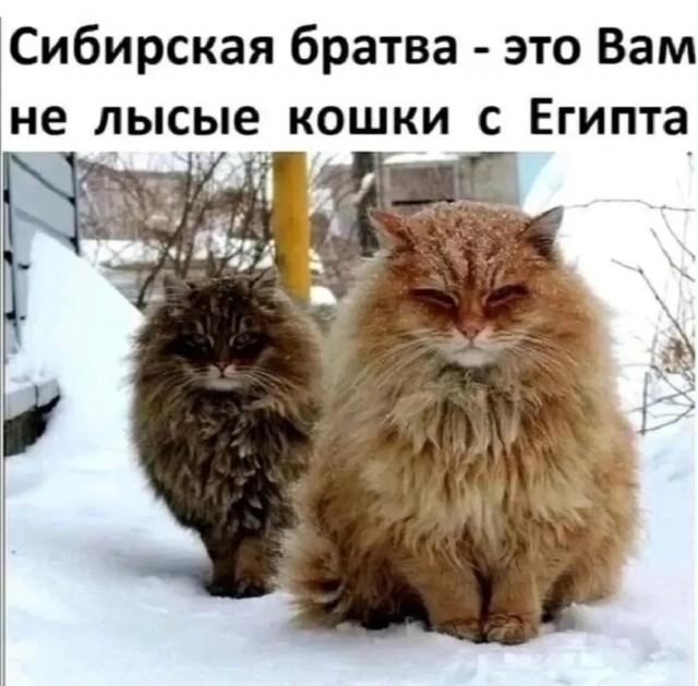 ������� �������� (15 ����)