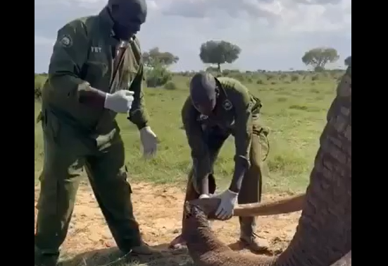 В Кении произошел крайне редкий случай (видео)