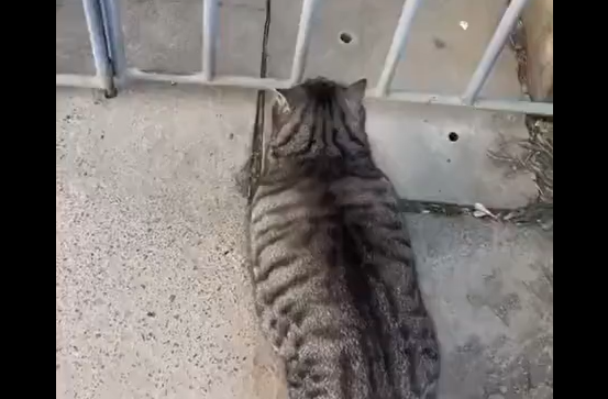 ������������ ��� ��� ������� ������ (�����)