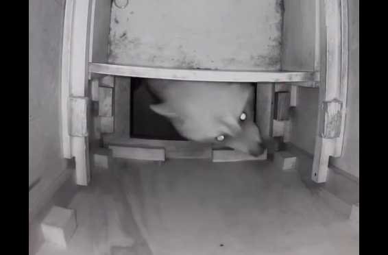 ������ ���� (�����)