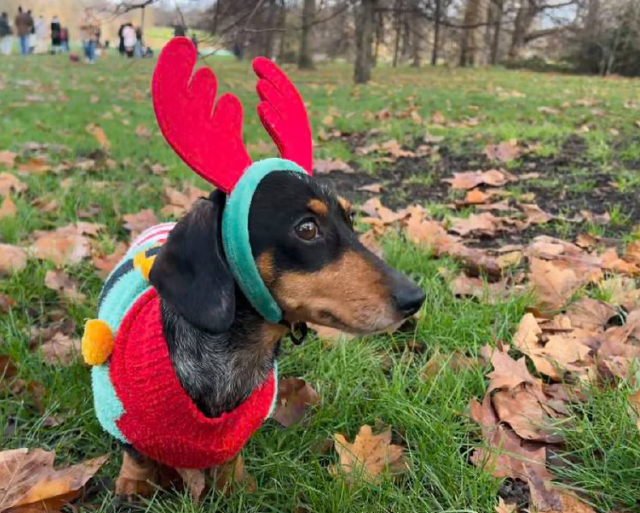 Сотни такс на прогулке (9 фото)