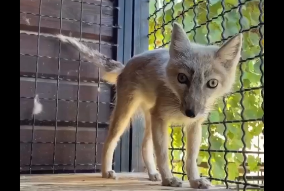 ��������� ���� ����� ��� ����� (�����)