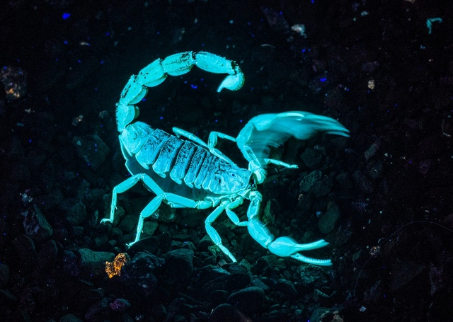 ���������� �������� (7 ����)