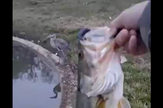 ��� ����������� �������� (�����)