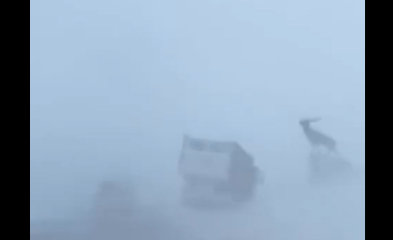 � ������ ����������� (�����)