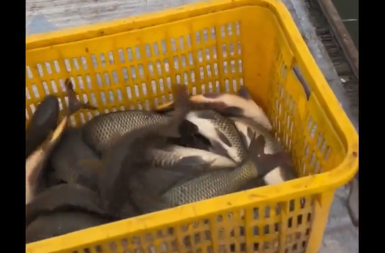 ��� ��������, �������! ��� ����� ������! (�����)