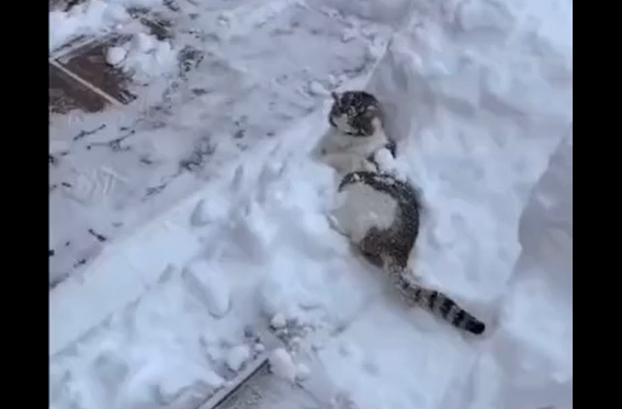 ������� (�����)