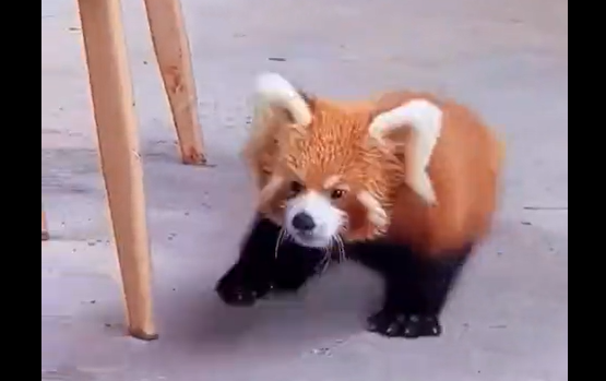 ������� �����, ���������� (�����)