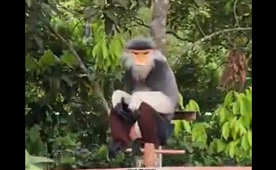 ������� �������� ��� ������� (�����)