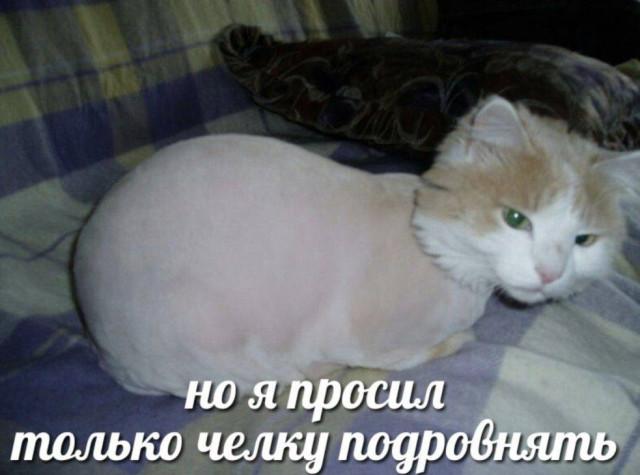 ������� ���� (15 ����)