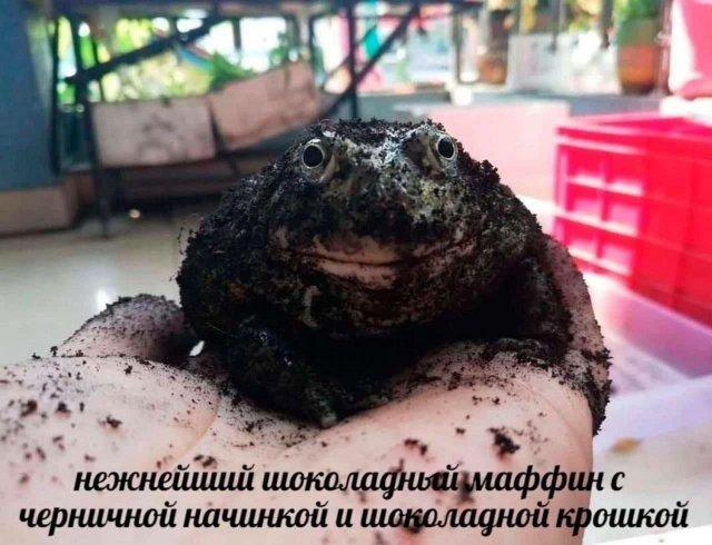 ������� �������� (15 ����)