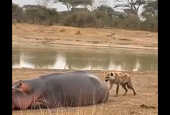 ��������� ������� (�����)