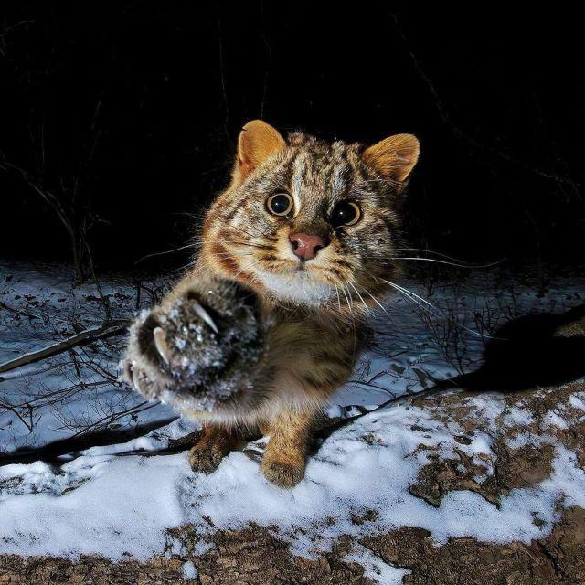 Самый милый обитатель сибирских лесов (3 фото)