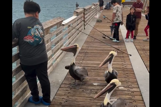 ��������� (�����)