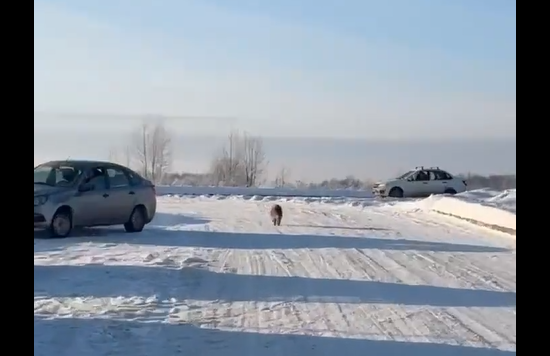 "� �� ��� �***� �� ����?" (�����)