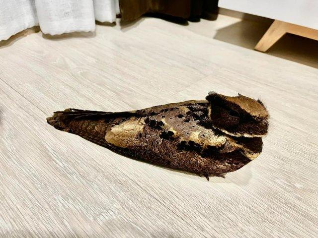 ��������, ������� ������� (9 ����)