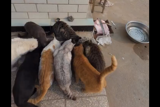 ������� (�����)