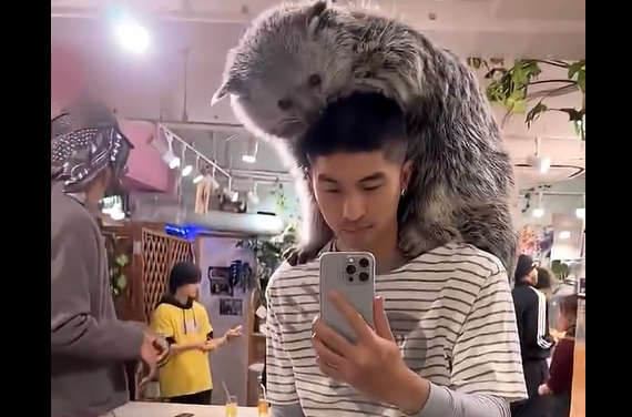 ������ ��������� (�����)