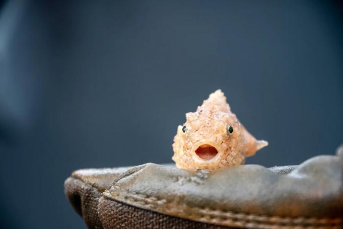 ������������� �������� (6 ����)