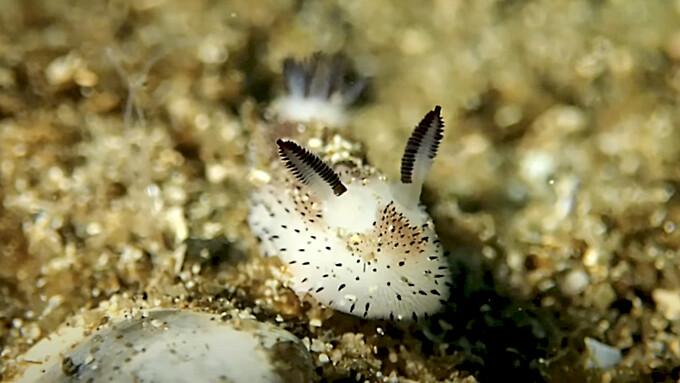  ������� ������� (4 ����)