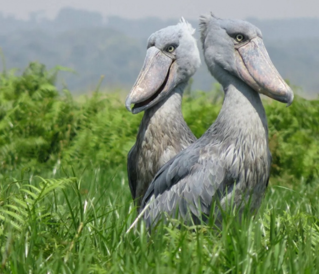 �������� (6 ����)