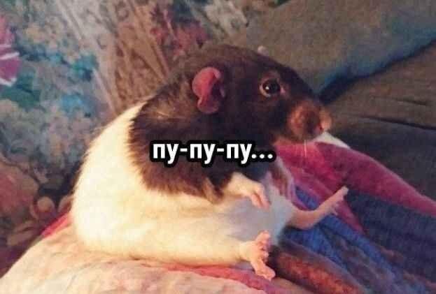 ������� �������� (15 ����)